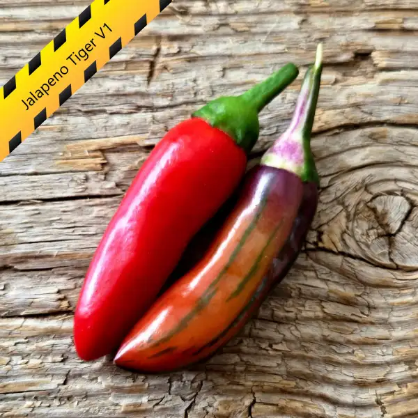 Chili: Jalapeno Tiger V1