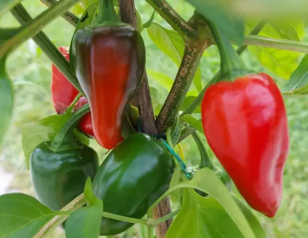 Chili / Paprika: Jalapeno Valor