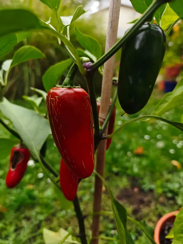 Chili / Paprika: Jalapeno Valor