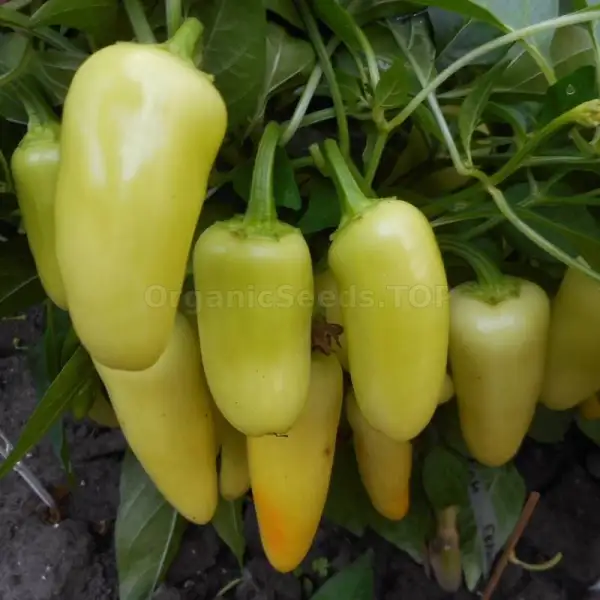 Chili: Jalapeno White