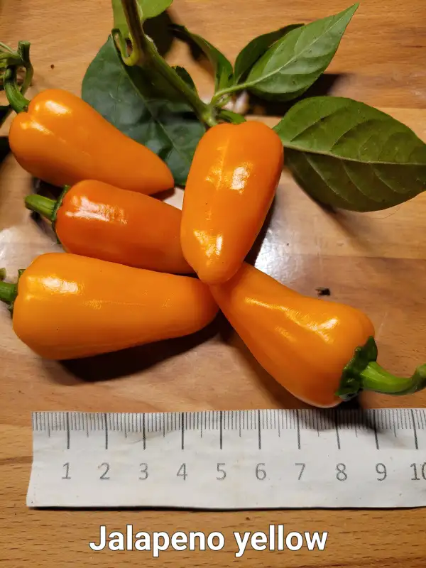 Chili / Paprika: Jalapeno Yellow	Schärfe:	6	Höhe:	40cm