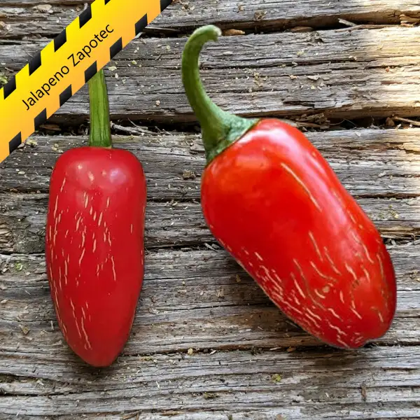 Chili: Jalapeno Zapotec