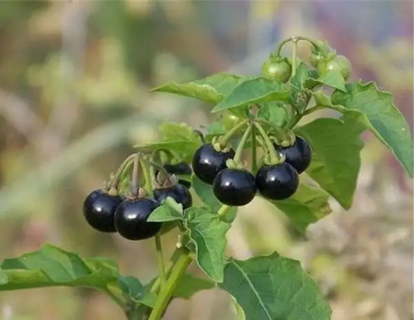 Tomaten: Jaltomata procumbens