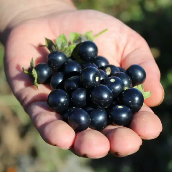 Beeren: Jaltomate