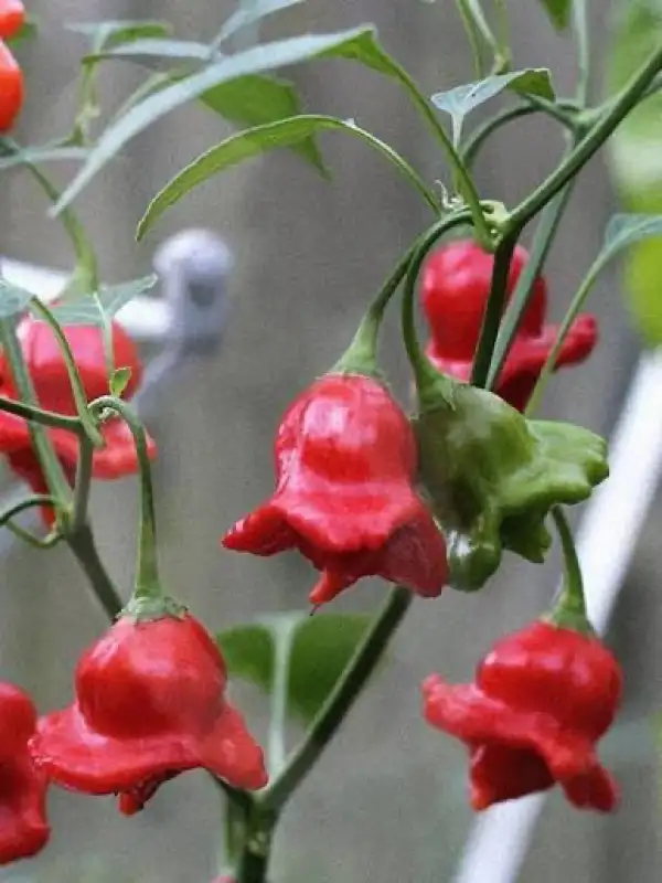 Chili / Paprika: Jamaican Bell