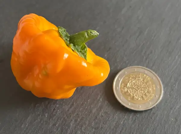 Chili / Paprika: Jamaican Hot Yellow