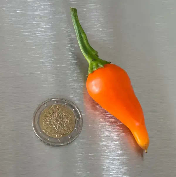 Chili / Paprika: Jamy