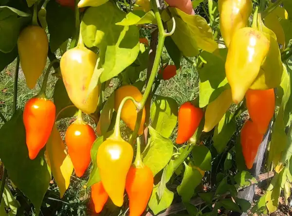 Chili: Jamy