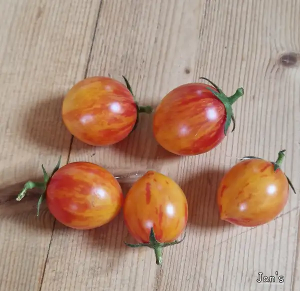 Tomaten: Jan