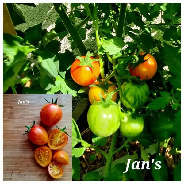 Tomaten: Jan