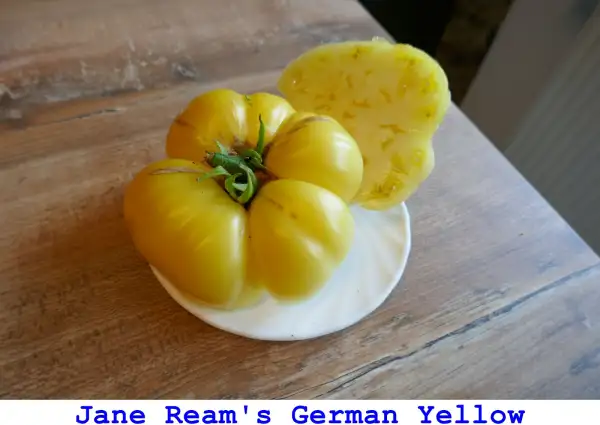 Tomaten: Jane Reams German Yellow