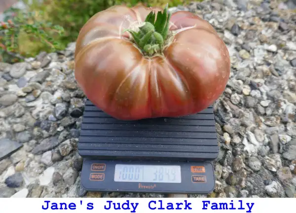 Tomaten: Jane’s Judy Clark Family