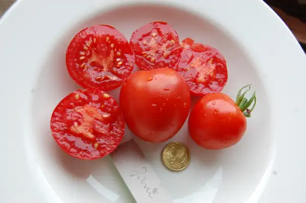 Tomaten: Jani