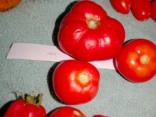 Tomaten: Jani