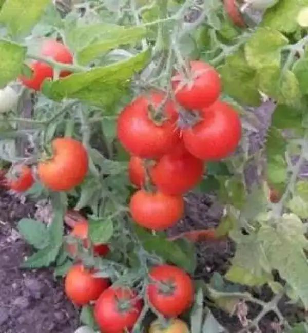 Tomaten: Jani