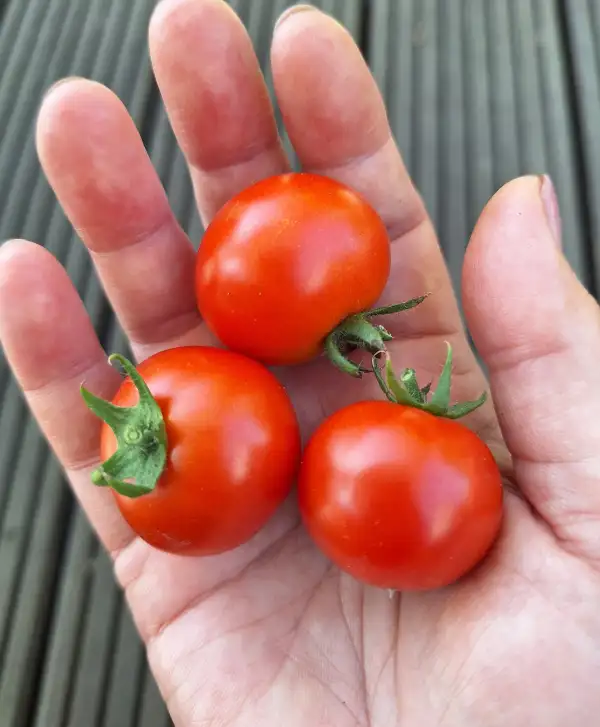 Tomaten: Jani