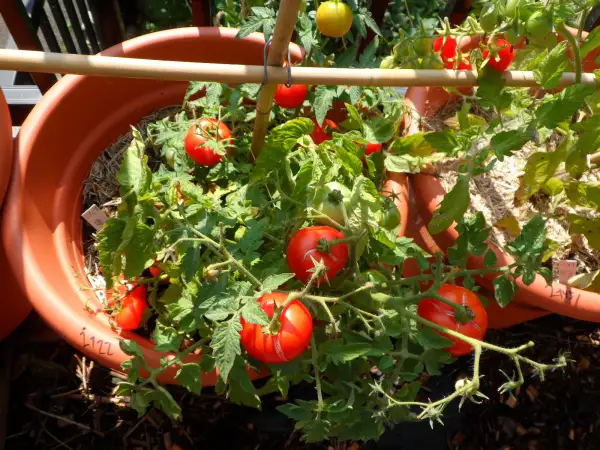 Tomaten: Jani ( Kat# 2122 )
