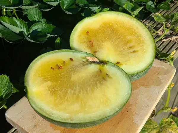 andere Gemüse: Janosik | Gelbe Wassermelone