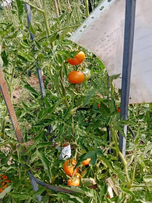 Tomaten: Jantar(?)
