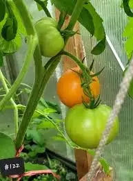 Tomaten: Jantar