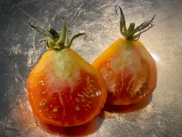 Tomaten: Japan Trüffel