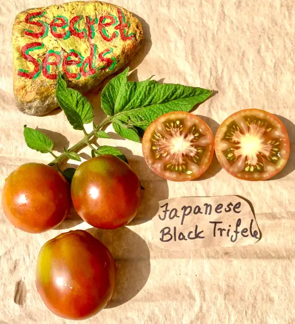 Tomaten: Japanese Black Trifele