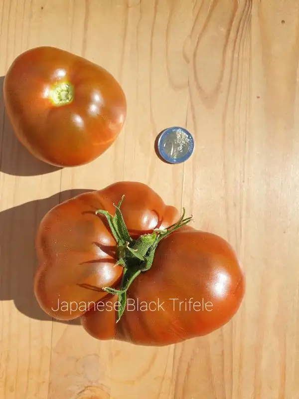 Tomaten: Japanese Black Trifele