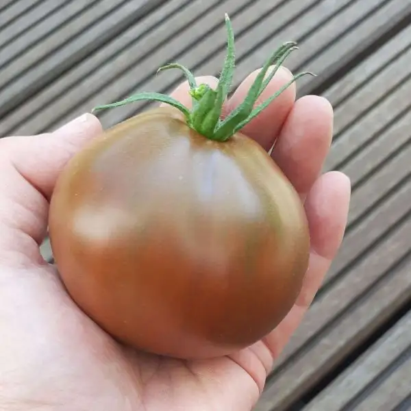 Tomaten: Japanese Black Trifele