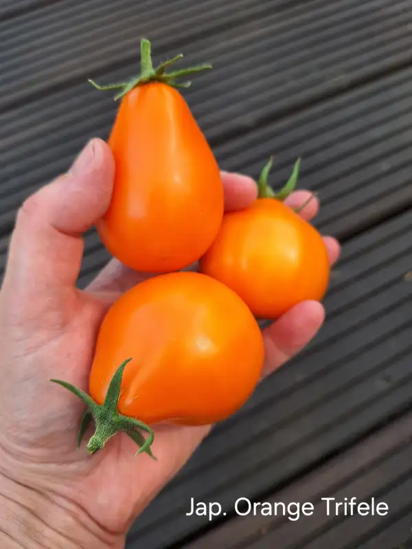 Tomaten: Japanese Orange Trifele