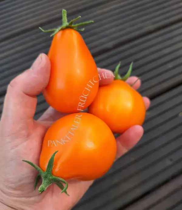 Tomaten: Japanese Orange Trifele