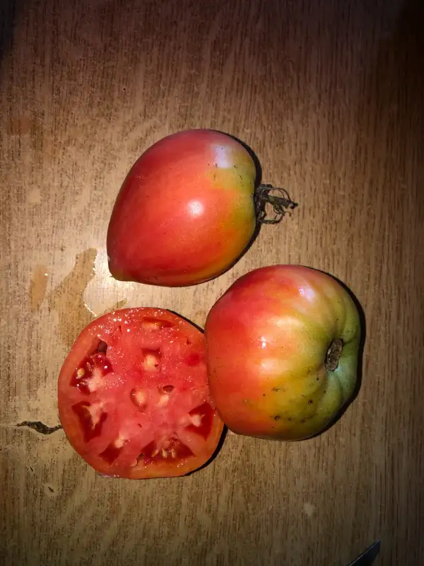 Tomaten: Japanese Oxheart