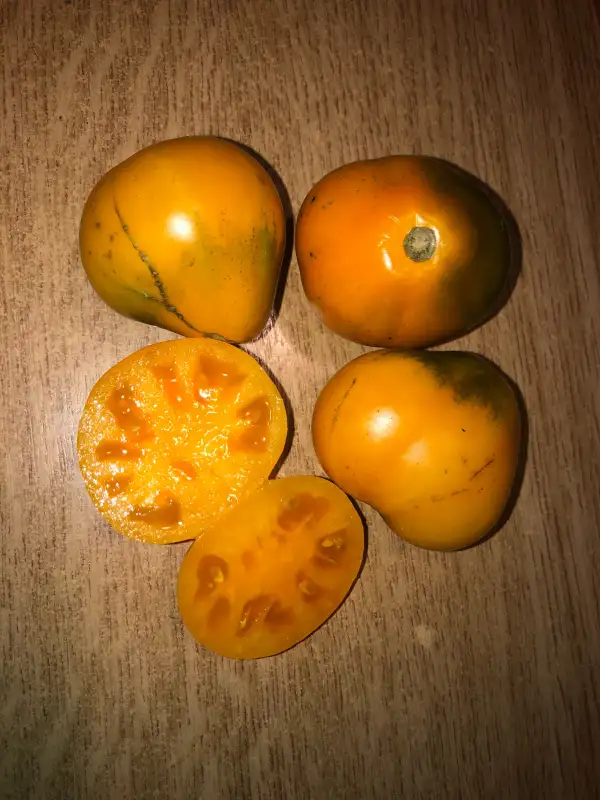 Tomaten: Japanese Truffed Oranzikas