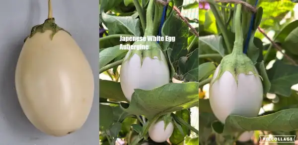 Auberginen: Japanese White Egg