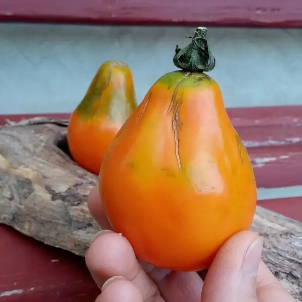 Tomaten: Japanische Trüffel - Das gute Stück gilt als Gourmet Tomate!