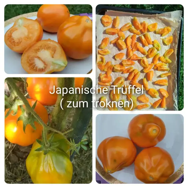Tomaten: Japanische Trüffel - zum Trocknen