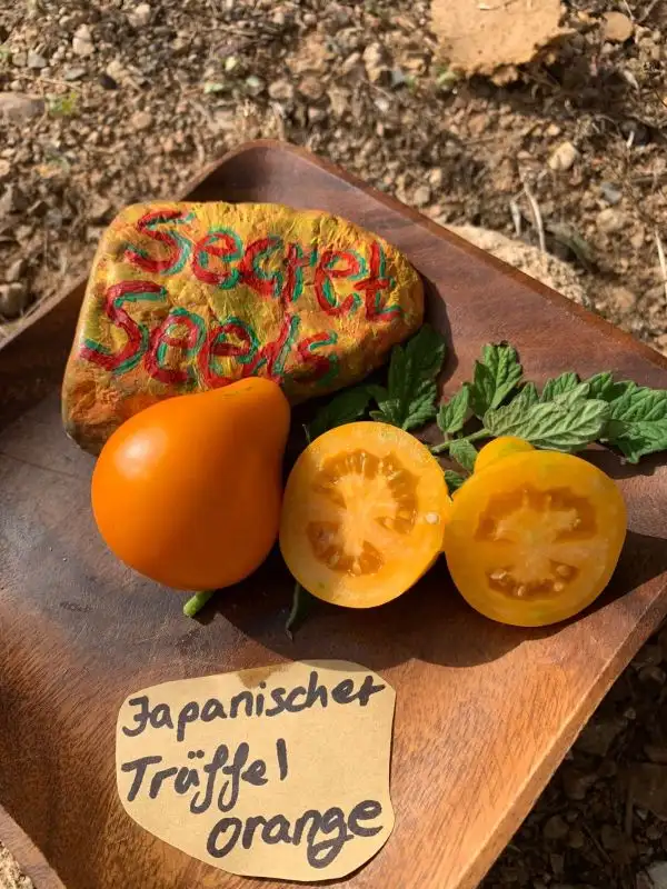 Tomaten: Japanische Trüffel Orange