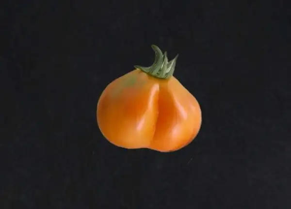 Tomaten: Japanische Trüffel, orange