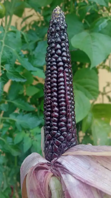 Mais: Japanischer Streifenmais