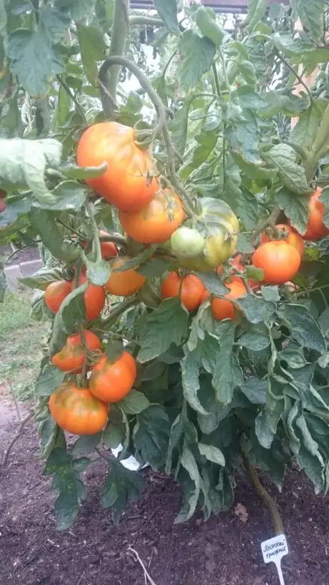 Tomaten: Japanischer Trüffel orange