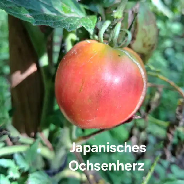 Tomaten: Japanisches Ochsenherz