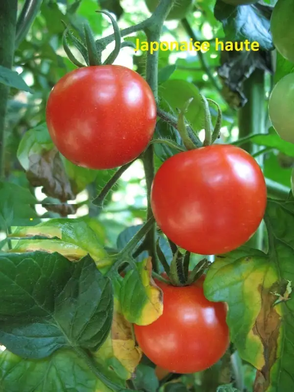 Tomaten: Japonaise haute