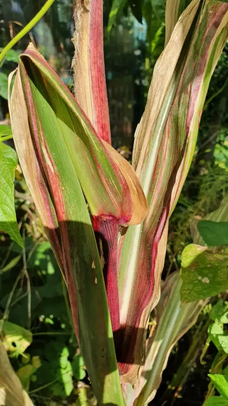 Mais: Japonica striped ( Japanischer Streifenmais )