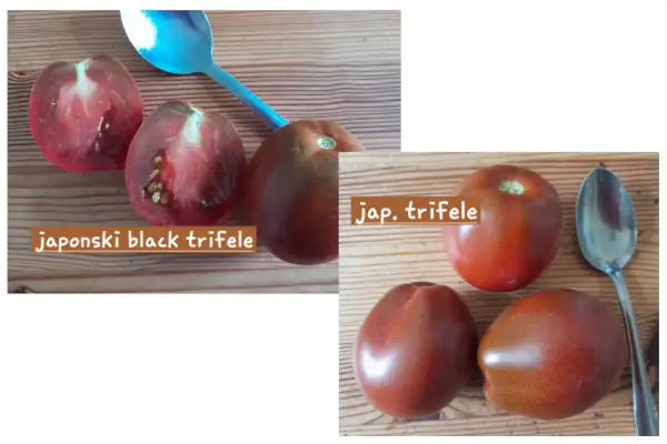 Tomaten: Japonski Black Trifele