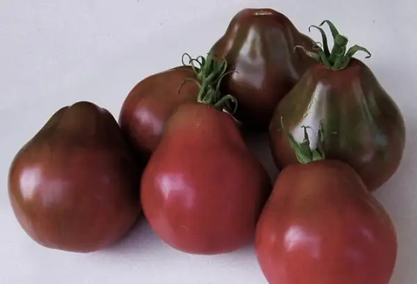 Tomaten: Japonskij Trüffel