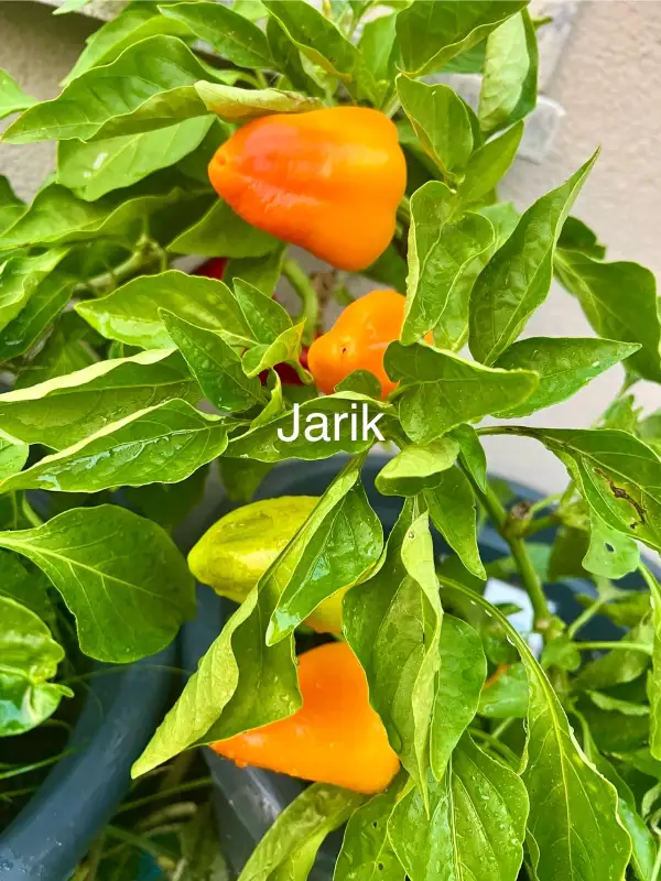 Chili / Paprika: Jarik