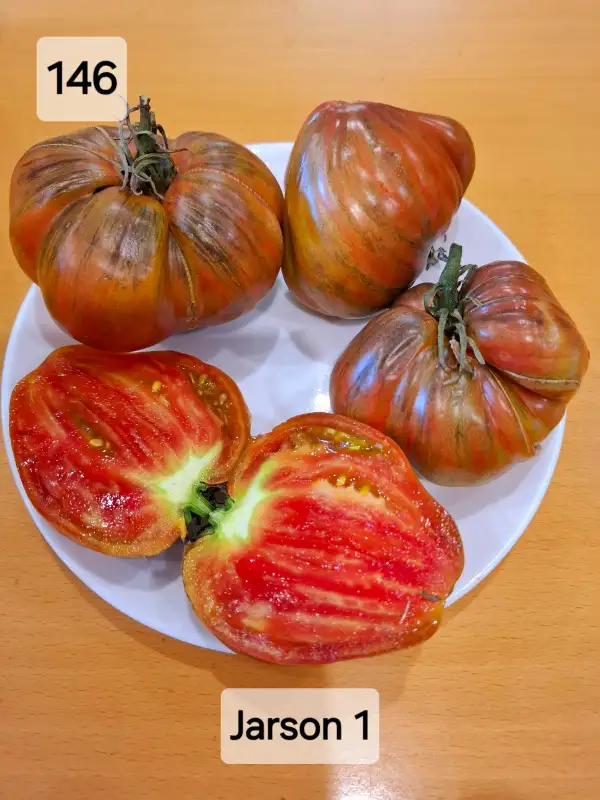 Tomaten: Jarson 1