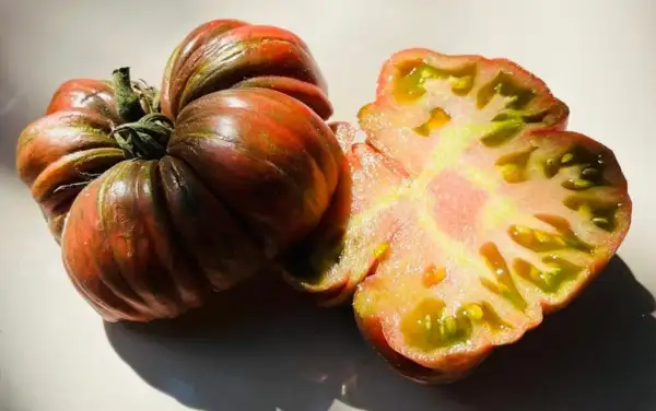 Tomaten: Jarson 12/1