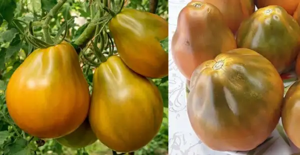 Tomaten: Jarson 13 - Ockerbirne