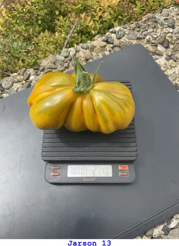 Tomaten: Jarson 13