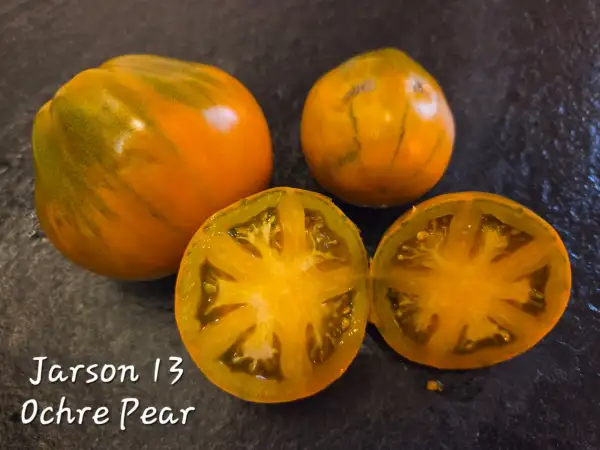 Tomaten: Jarson 13 / Ochre Pear